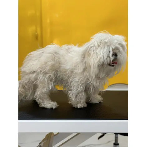 Lhasa Apso before grooming